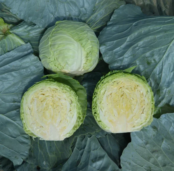 Cabbage Seeds