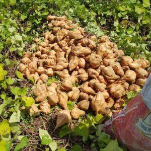 Orange fleshed Potato seedling